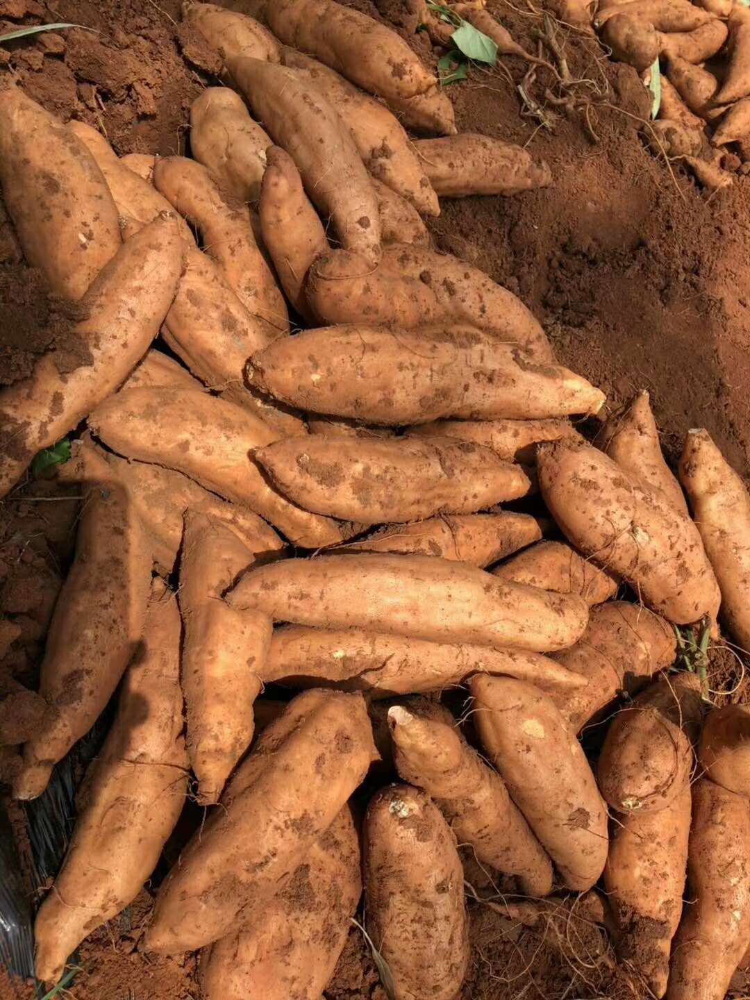 Yunnan Jianshui sand Yau sweet potatoes fresh and yellow with sweet potatoes now dig 5 catty of small fruit base to ship