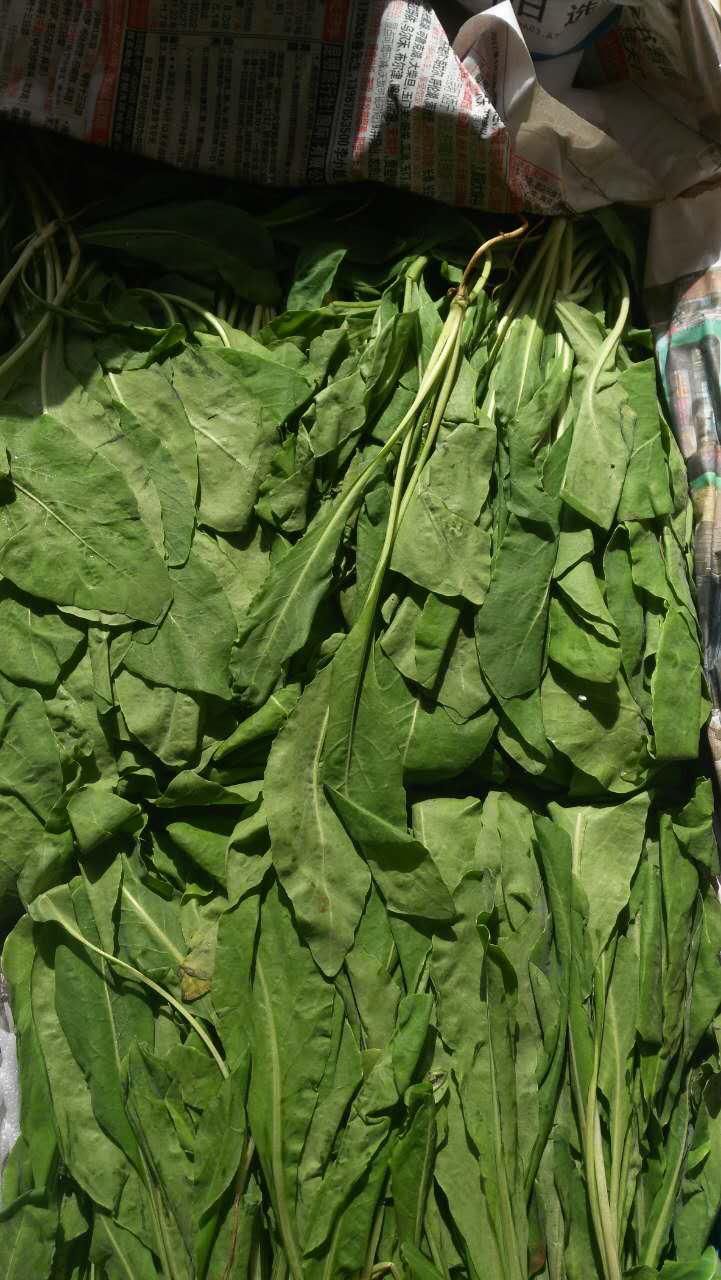 Yunnan specialty wild vegetables fresh Banlangen large green leaf vegetable restaurant ingredients 500g new product shipped from Shanghai