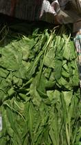 Yunnan specialty wild vegetables fresh Isatis fresh isatis root big green leaf vegetables restaurant Ingredients 500g new product Shanghai delivery