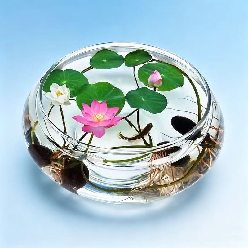 Glassware, Water Lilies, Hydroponic Copper Money Grass, Bowl Lotus, Hydroponic Flower Pots, Hydroponic Plants, Landscaping, Ecological Fish Tank