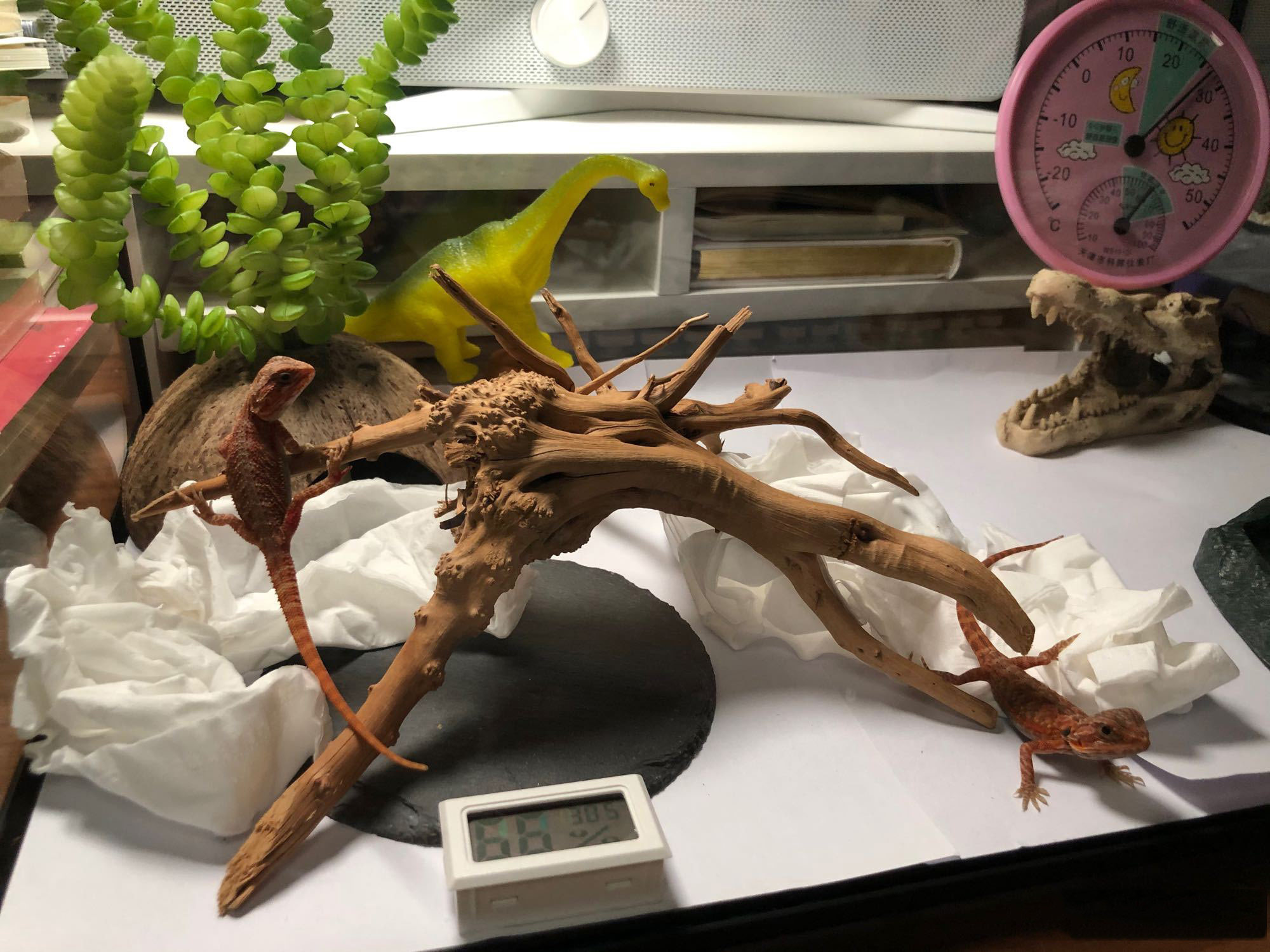 Аксессуары для рептилии 鬃狮蜥幼体入门爬虫温顺不咬人