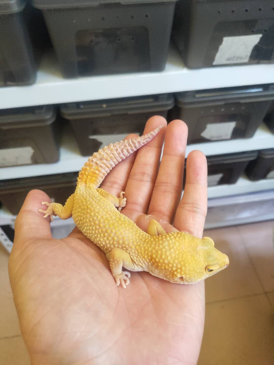 BAO WEN PALACE GUARD ENTRY-LEVEL REPTILE ARTIFICIAL BREEDING CUTE LAZY LIZARD DESERT SMALL PETS ARE GOOD TO KEEP AND EASY TO TAKE CARE OF