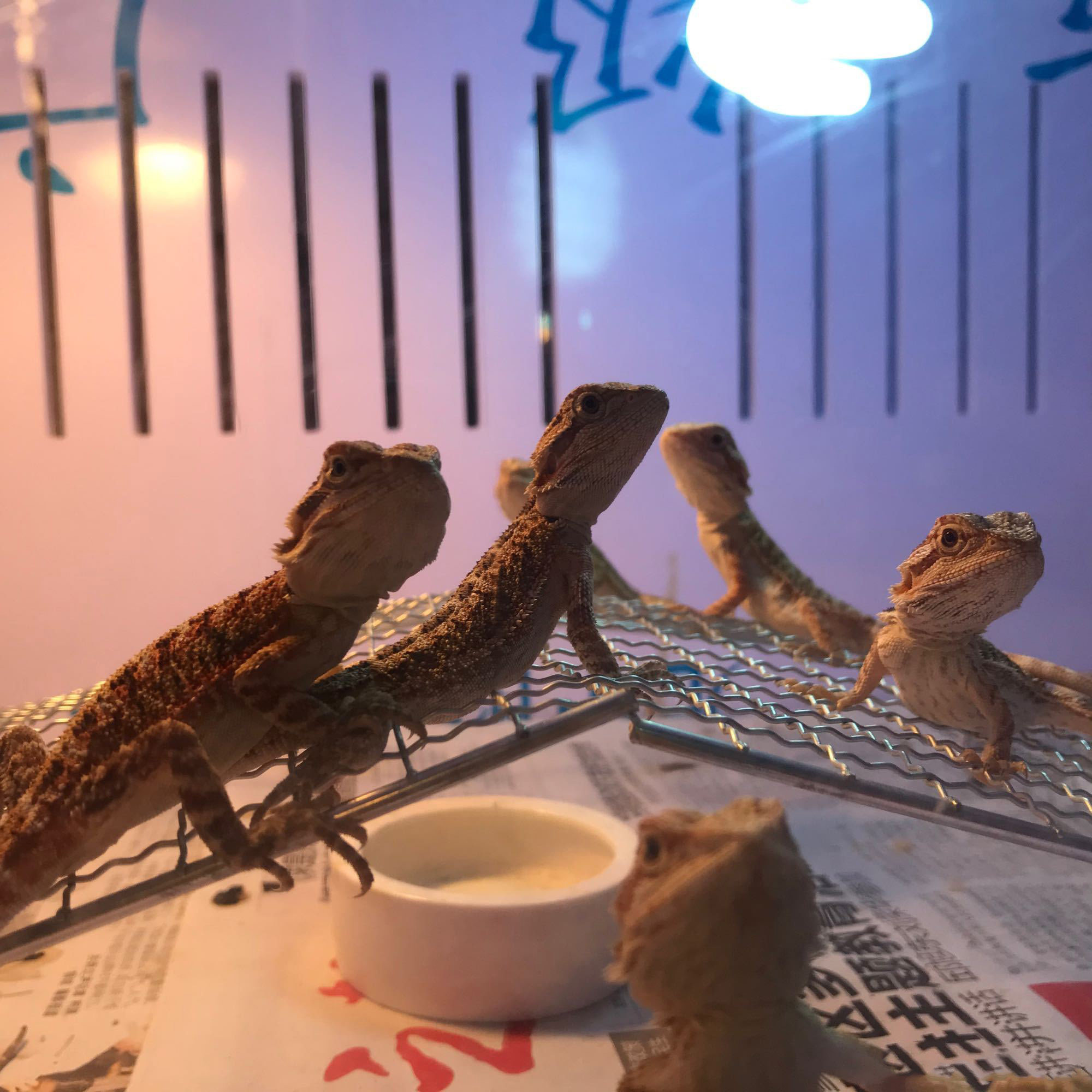 Аксессуары для рептилии 鬃狮蜥幼体入门爬虫温顺不咬人