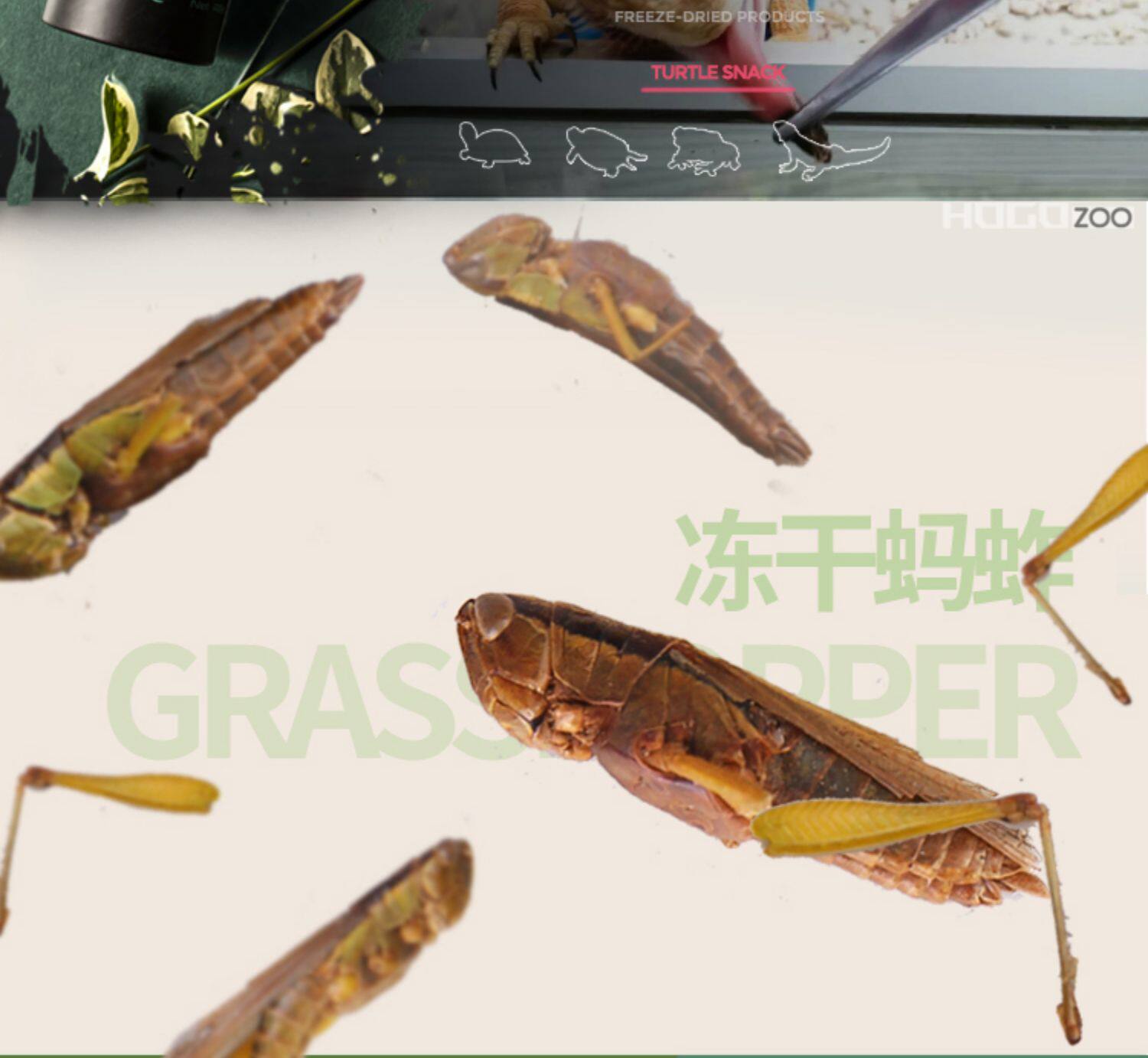 Насекомое питания рептилий/мин 保鲜冻干面包虫蟋蟀爬虫守宫蜥蜴仓鼠龙鱼刺猬食物乌龟非活体饲料