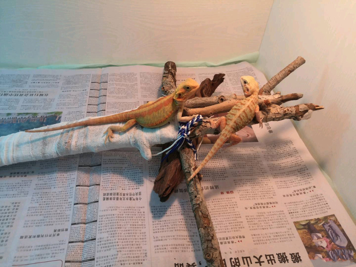 Аксессуары для рептилии 鬃狮蜥幼体入门爬虫温顺不咬人