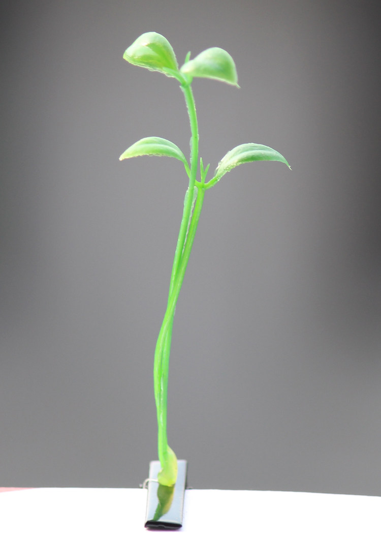 Accessoire coiffure - Ref 1203411 Image 19