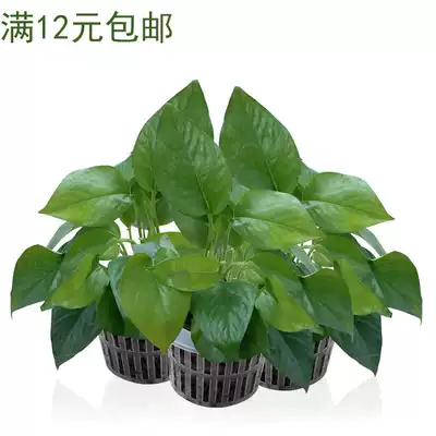Hydroponic Golden Gregory Plant Fengzu Basket Cup Style Multi-soilless Cultivation Equipment Vegetable Round Deepening Root Fixture