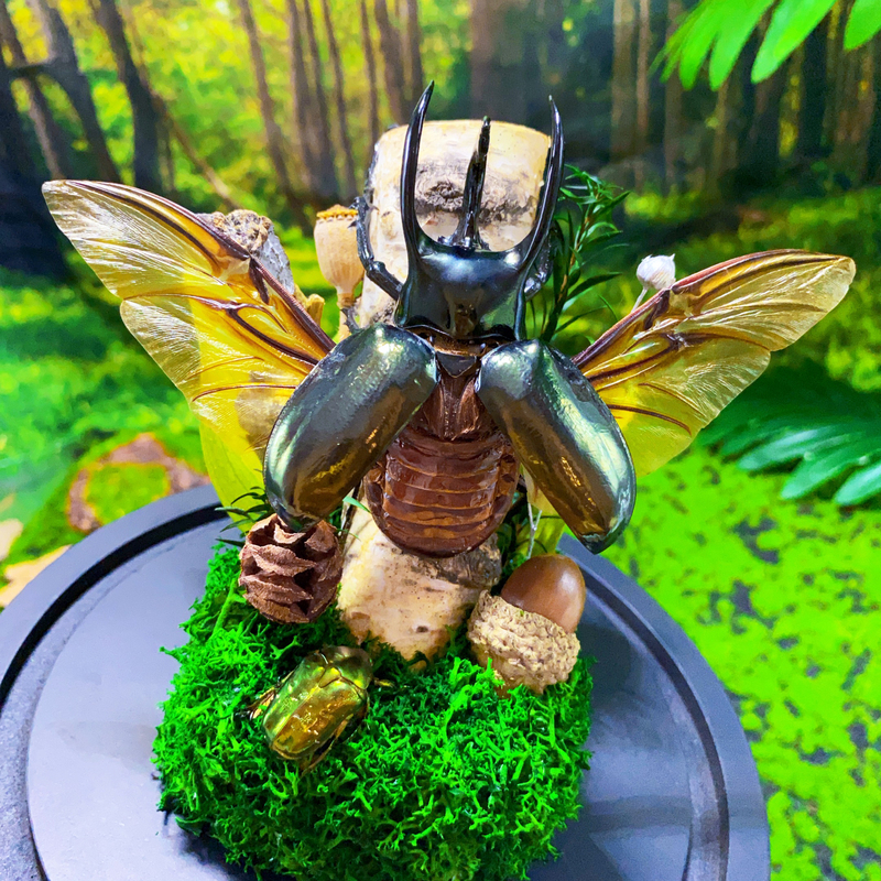 Insect Specimen Nanyang Big Pocket Beetle Ecological Micro-Landscape Handicraft Glass Cover Ornaments as Gifts for Boyfriend and Girlfriend