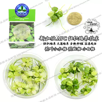 新加坡apc組培水草花斑榕迷你小水榕斑點榕陰性迷你平託白榕造景