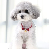 Плетеный чокер ручной работы, ожерелье, колокольчик для принцессы, браслет, домашний питомец, кот