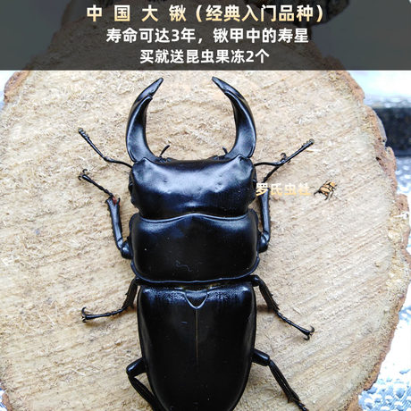 giant stag beetle backpack