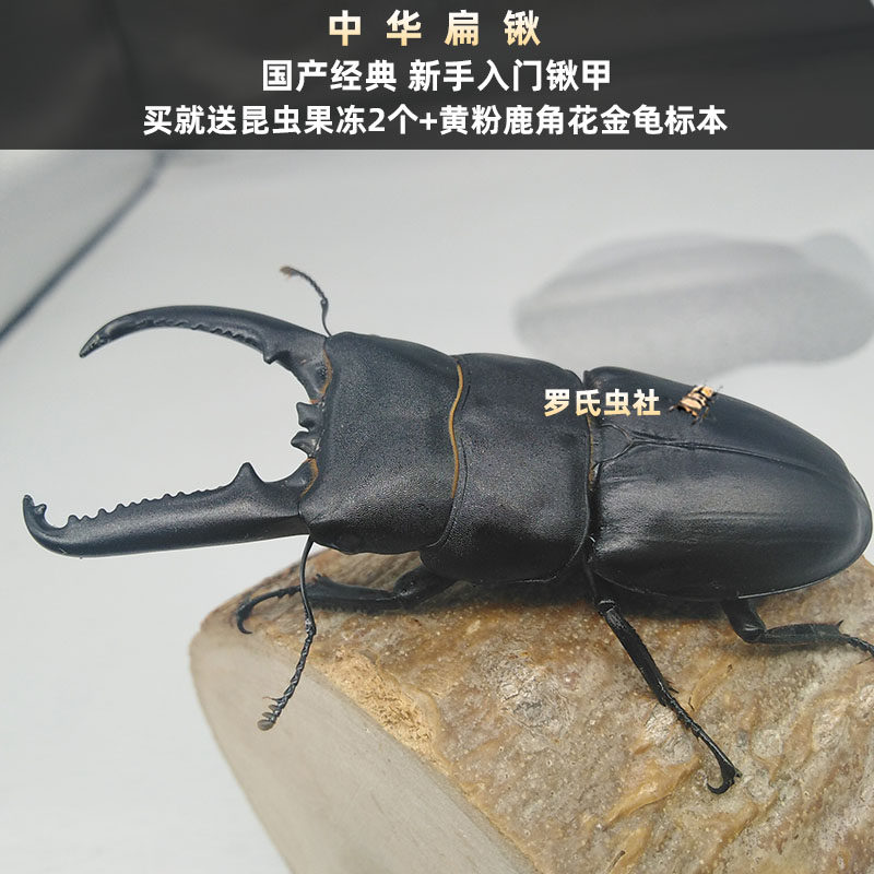 2021 China Large Spade Adult Medium Spade Armor Medium Spade Amoeba Adult Female Male Pet Insect Beetle