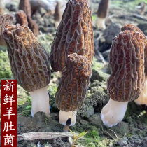 2021 fresh Morchella 1 kilos 188 yuan in Guangdong province SF Yunnan fresh mushrooms