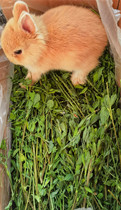 21 years new drying alfalfa grass selection rabbit Chinchilla guinea pig Hay 1kg box