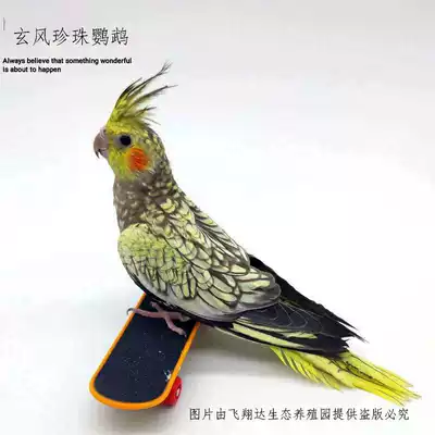 Talking tiger skin parrot big body parrot live bird big hand-raised parrot young bird