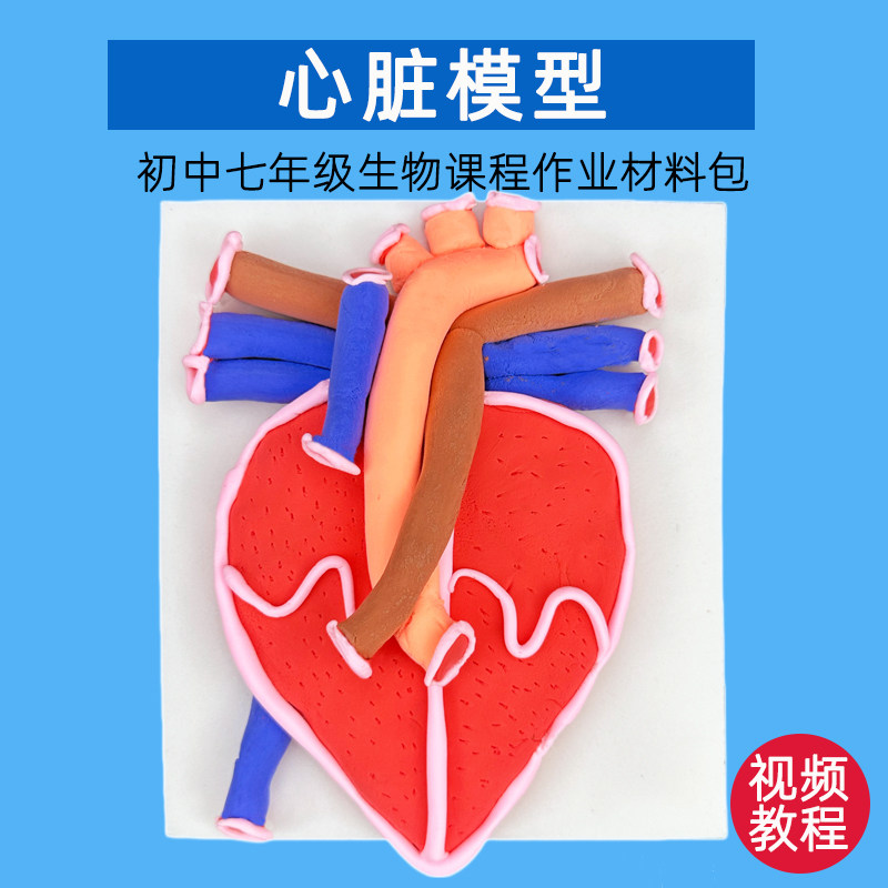 DIY心脏模型解剖心脏结构模式初中七年级生物材料包原创心脏模型