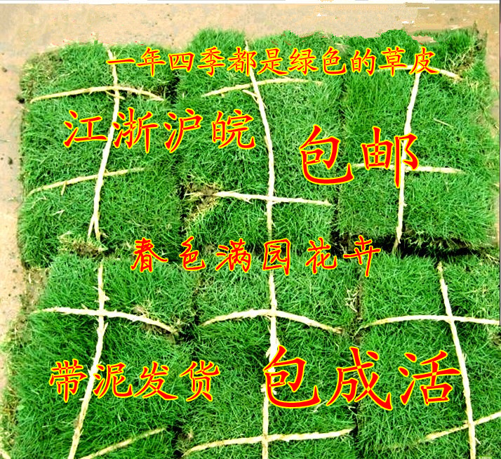 Belt Earth Real Turf Villa Courtyard Greenery Cold Resistant Four Seasons Green Fruits Grass Manila Bermuda Clippings Lawn