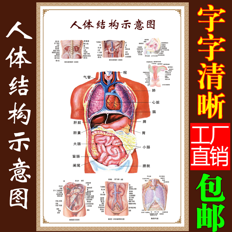 Human Organ Chart