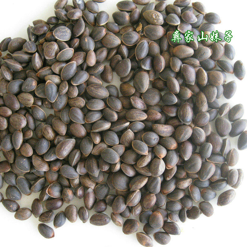 Fresh wet pine nuts 1 jin 2 jin 5 jin raw bulk Yunnan wild pine nuts thin shell original flavor not open big
