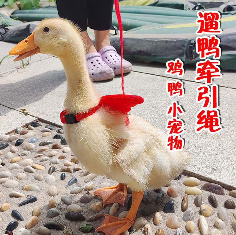 Duck Walking Leash with Chest Harness Type / Pet Supplies for Chickens, Ducks, and Geese / Leash Suitable for Cats, Dogs, and Other Pets