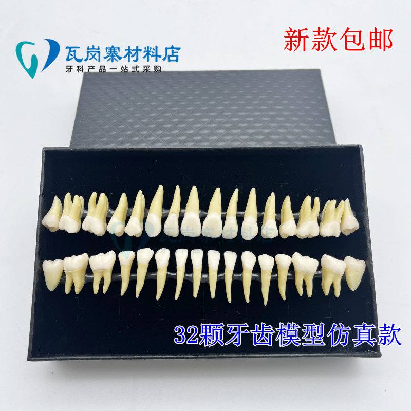 牙科 32颗双色恒牙模型 成人32颗全口牙齿解刨带牙根仿真款  包邮
