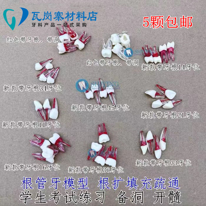 牙科口腔练习带牙根开髓牙粒 窝洞制备牙模 离体牙带髓腔3个包邮