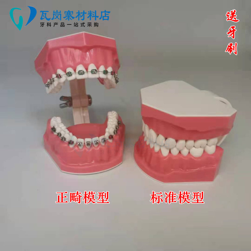 牙科口腔标准正畸模型 带弓丝结扎圈 医患沟通 讲解 示范托槽练习