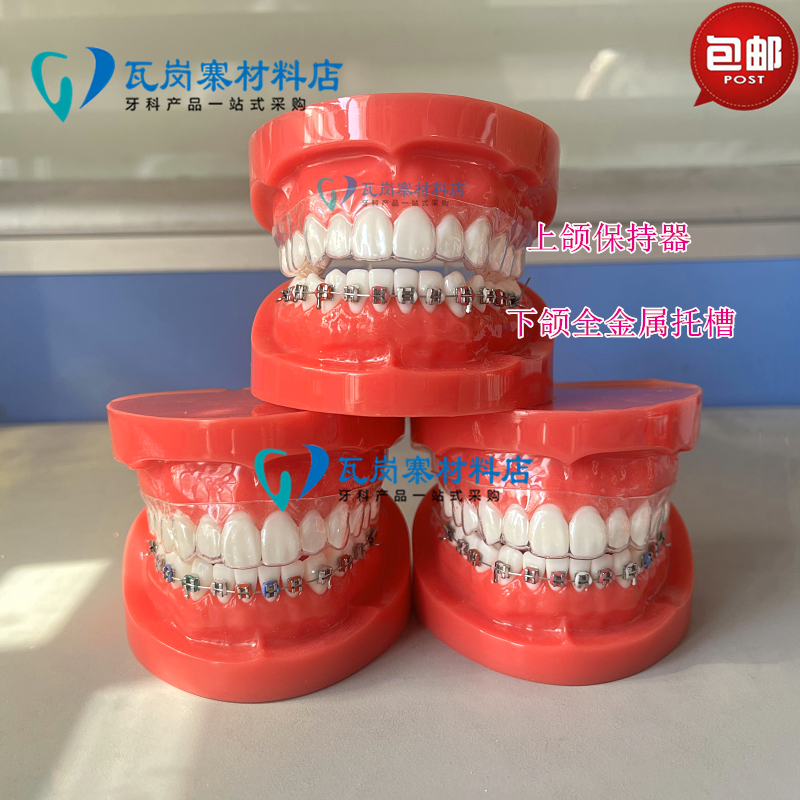 错颌矫正展示模型扎丝托槽正畸口腔模型透明牙齿模型牙科教学模型