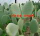 Thick slices of Mexican Mibangta edible cactus beauty cactus potted external application cactus planting orally