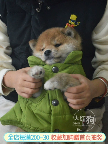 Зимний ветрозащитный удерживающий тепло жилет для выхода на улицу, наряжаться