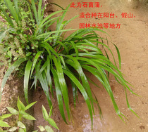 Acorus calamus turtles Acorus calamus indoor hydroponic dragon root tortoise jar bonsai plant soil planting green plant seedlings