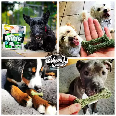 With a dog swimming in the world Manjay Mandis minties dog dental bone grinding stick bite glue clear breath to prevent stones