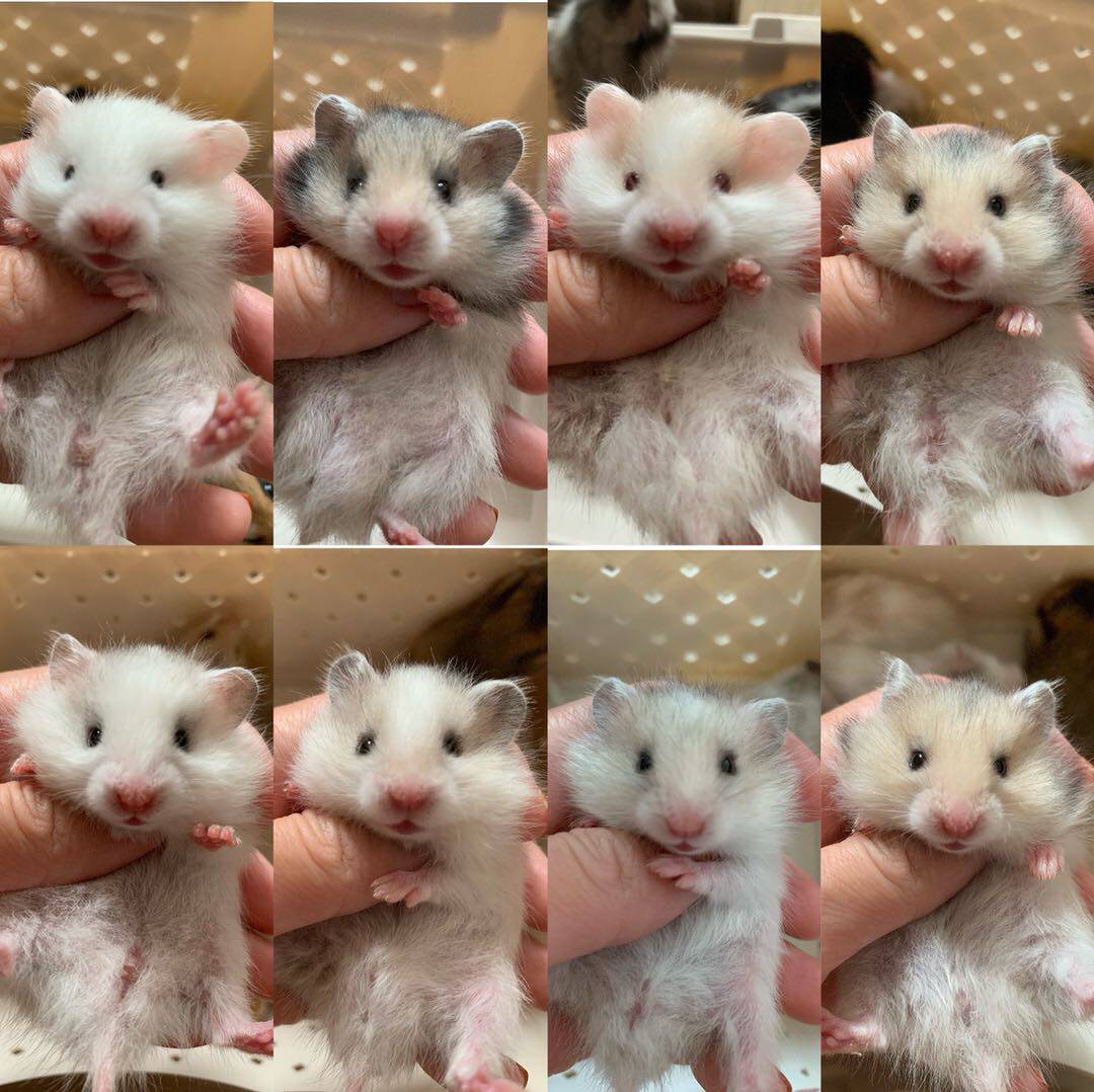 Long-haired golden bear hamster baby black Polly chocolate blue bear sterling silver eyeliner honey white bear tiger pattern