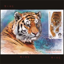 Wildlife Siberian tiger feline Russian extreme film single official film