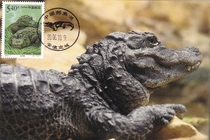 2000-3 Wild Protected Animals Alligator Extreme Film Single Coin Sold Not First Day Crocodile Lake Scenery Stamp