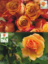 2023 Japanese Flower Series Rose Japanese Extreme Film 2 Pieces Set