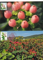 2023 Japanese Flower Series Hypericum Red Fruit Japanese Extreme Film 2 Pieces Set