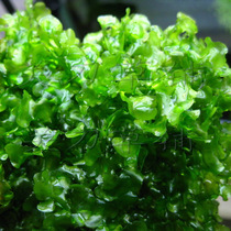 Gold seller blames Fen Moss Water Close grass and underwater leaves ADA aquarium scenery can be tied to wood