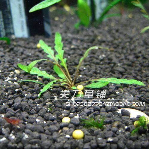 Plume Water Mino Coat Negative Grass Water Communal Water Grass ADA Build View Grass Shrimp vat Guan Knife Grass Paved by Self-nourishing Rain Rift