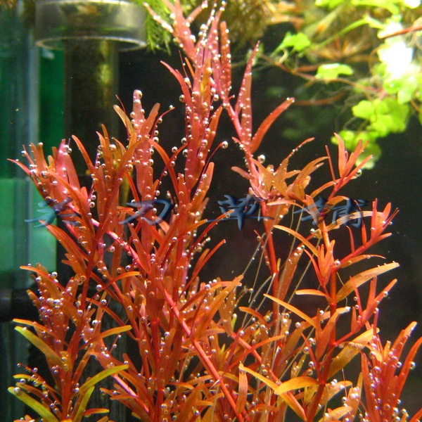 The Danish Blood Red Palace Blood Palace 1 Guan Knife Grass Laid from the Underwater Leafy Aquarium of the Landscape Watergrass