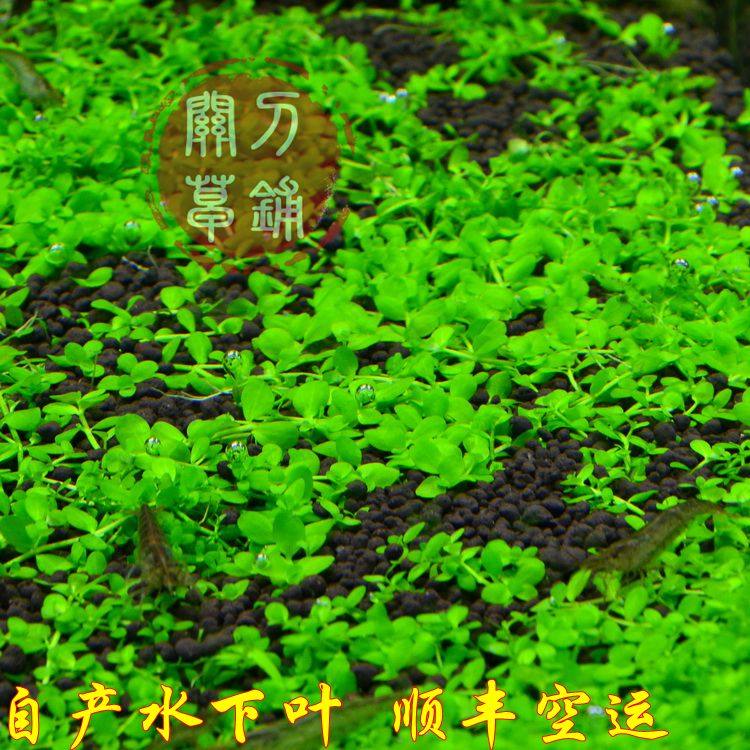 Climbing short pearl water grass 1 share Guan Knife Grass Laying Underwater Leaf Groveling Prospect Grass New Climbing Big Pearl