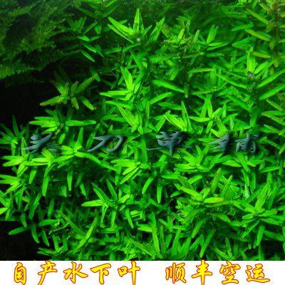 Green Palace Court 1 (Guan Knife Grass Laying) Water Grass Self-raising of their own water Leaf ADA water group View after view grass