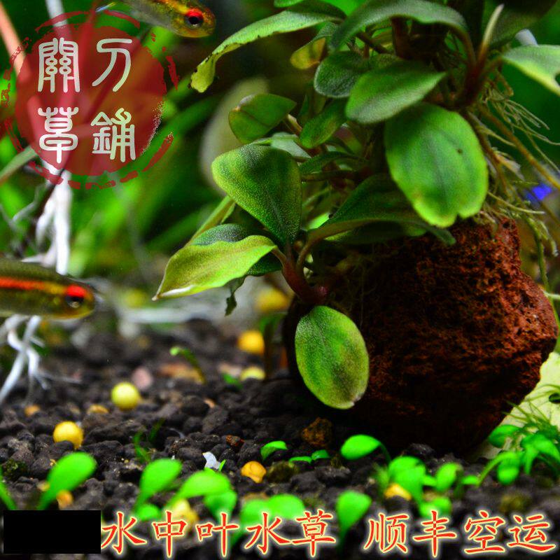 2011 round leaves blue green peppers banyan chilli banyan knife grass laying underwater leafy water grass to kill full net grass field goods