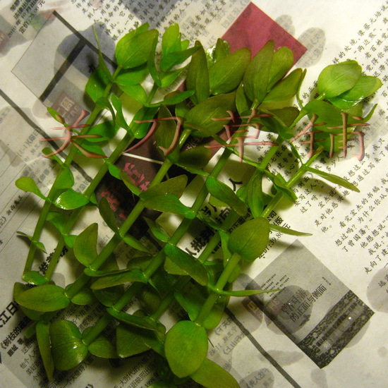 Green Tiger Ear Water Grass 1 Guanknife Grass Shop Self-produced Water in the Leaf Aquatic Landscape