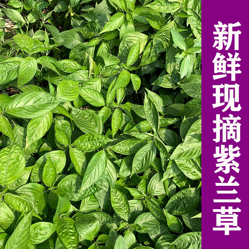 广西五色糯米饭中的紫色花米饭植物染料如何选择？聊聊2026年的趋势