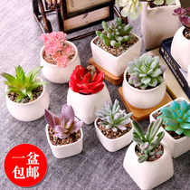 American country simulation meat meat plant small potted ornaments multi-meat simulation green plant bonsai home decorations