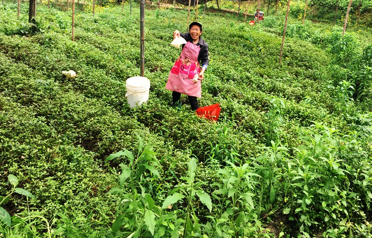 竹荪干货20g天然无硫农家新鲜长裙足