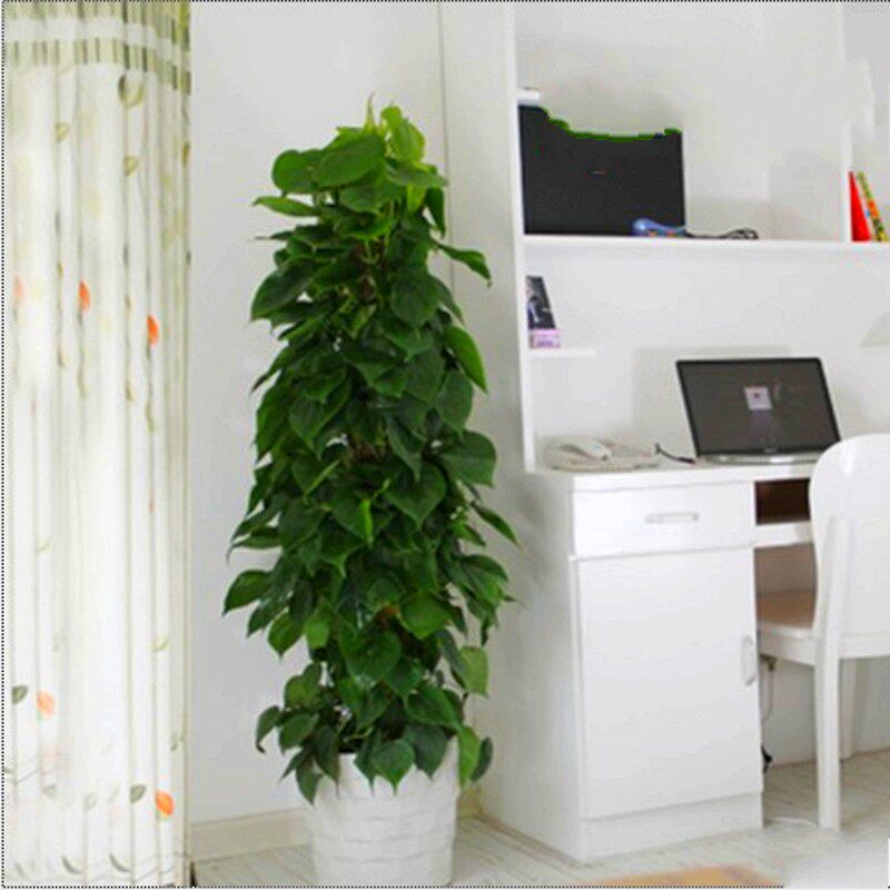 �̴��辰������