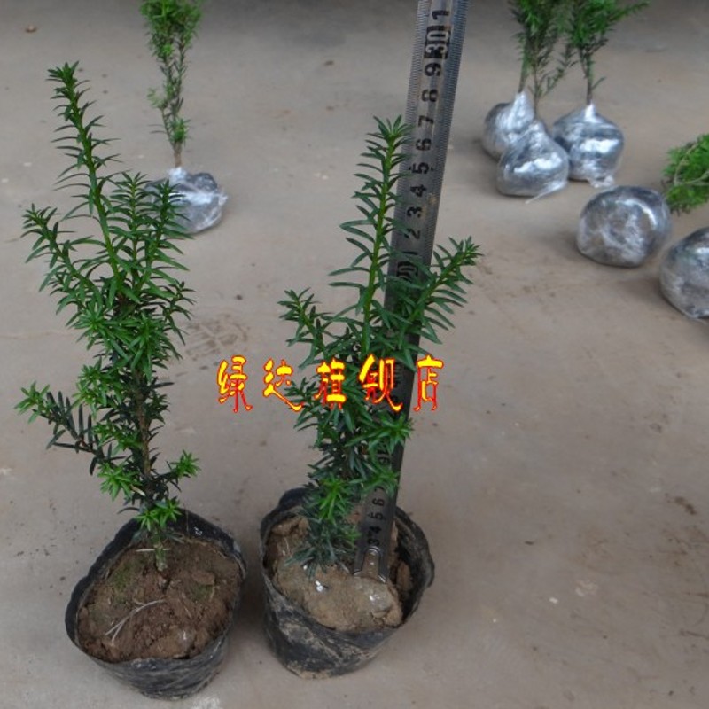 �̴��������辰��hds004