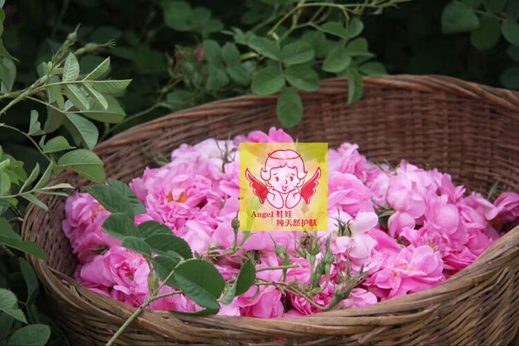 Tinh dầu hoa hồng đơn phương Damascus không cần nước 1ml tinh dầu nguyên chất với báo cáo thử nghiệm nhiệt độ thấp pha lê chính hãng - Tinh dầu điều trị tinh dầu oải hương
